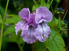 Description: https://farm8.staticflickr.com/7013/6818180717_5f22d19011_b.jpg