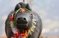 Description: Z CharDham2